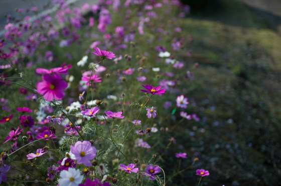 Carl Zeiss Distagon 1.4/35 ZF.2 Test