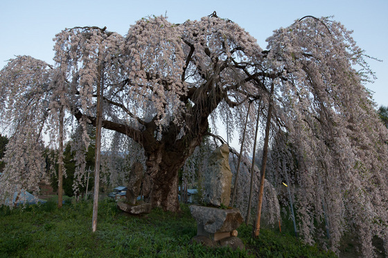 袖之山のシダレザクラ