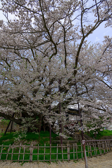 Sakura 2012 No.5