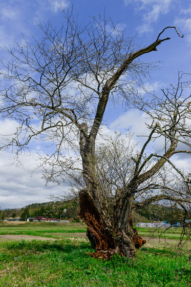 置賜さくら回廊