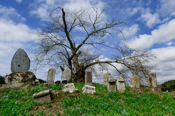 置賜さくら回廊