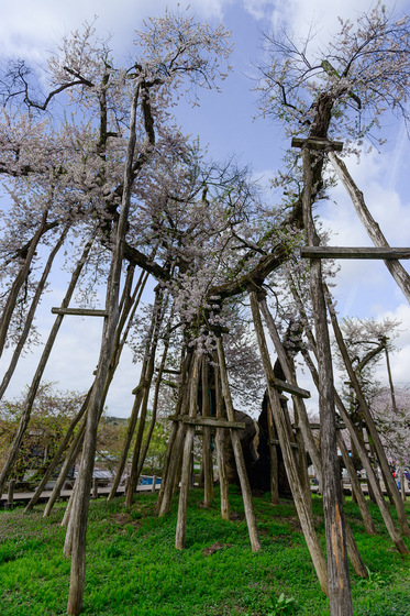 置賜さくら回廊