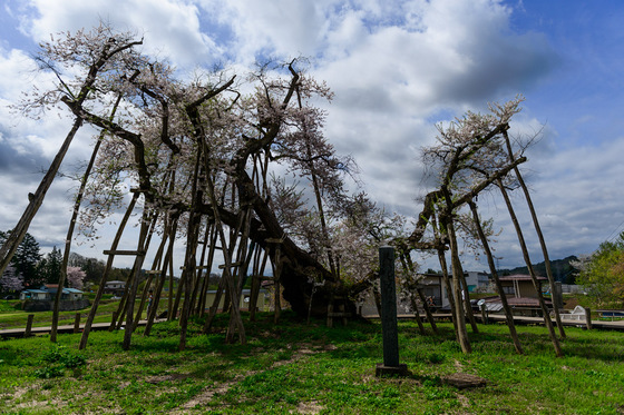 置賜さくら回廊