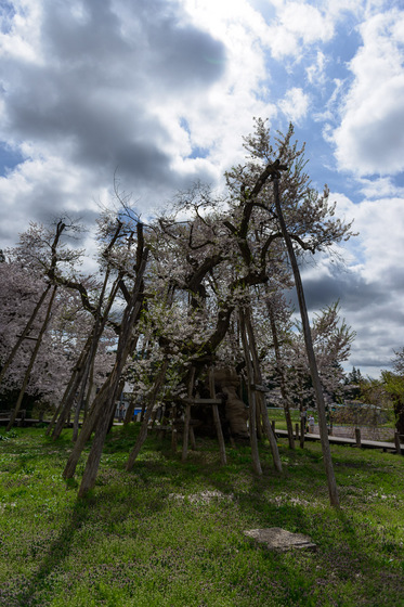 置賜さくら回廊