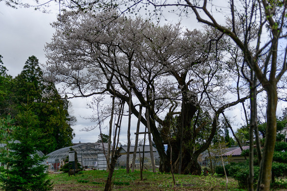 置賜さくら回廊