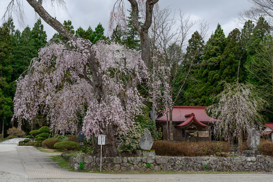 置賜さくら回廊
