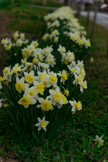 置賜さくら回廊