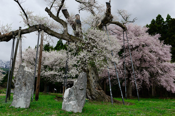 置賜さくら回廊
