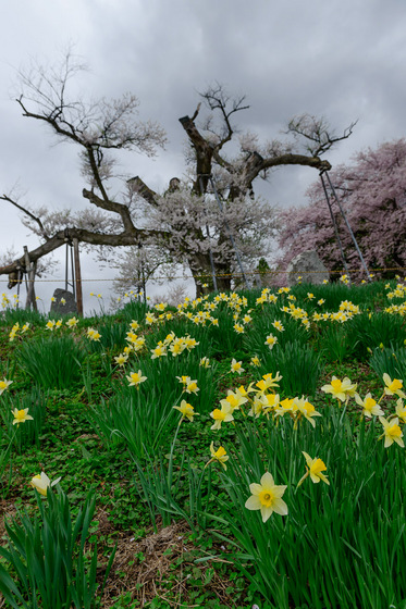 置賜さくら回廊