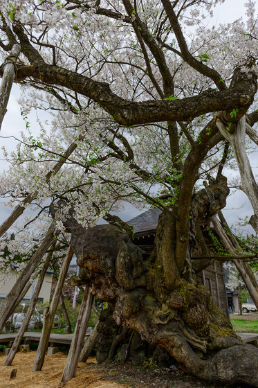 置賜さくら回廊