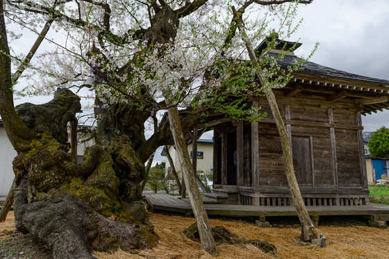 置賜さくら回廊