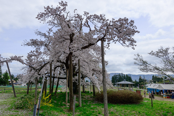 置賜さくら回廊
