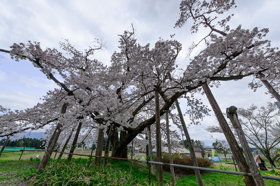 置賜さくら回廊