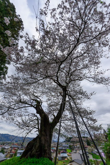 置賜さくら回廊