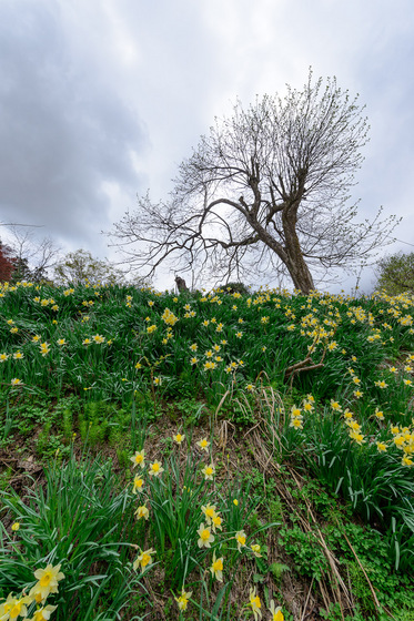 置賜さくら回廊