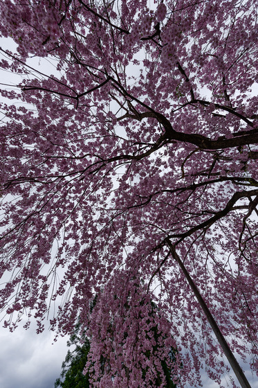 置賜さくら回廊