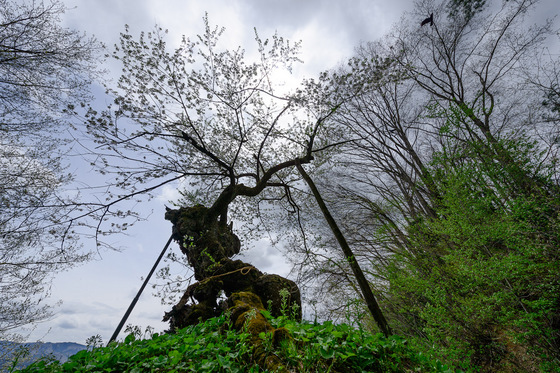 置賜さくら回廊