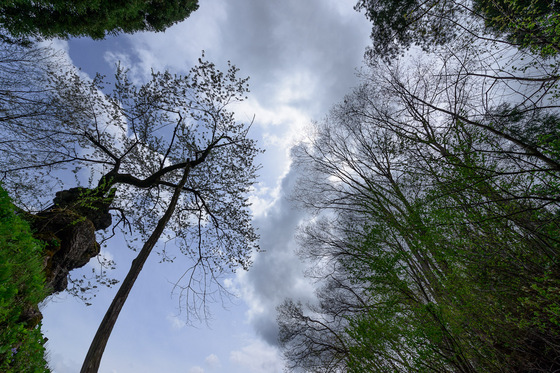 置賜さくら回廊