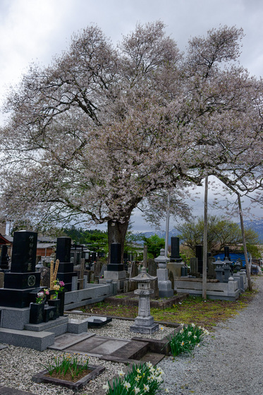 置賜さくら回廊