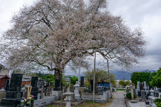 置賜さくら回廊