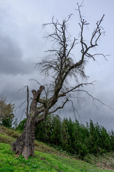 置賜さくら回廊