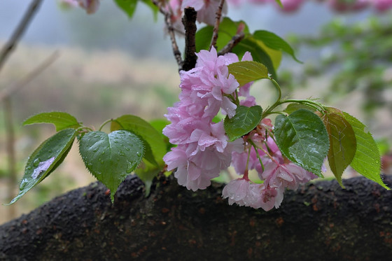 慈光寺～堂平山