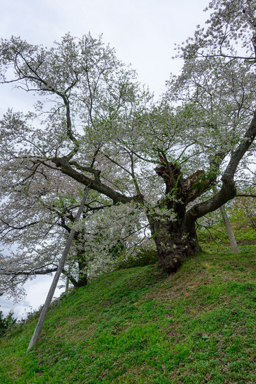 置賜さくら回廊