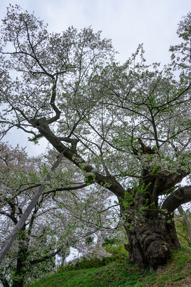 置賜さくら回廊