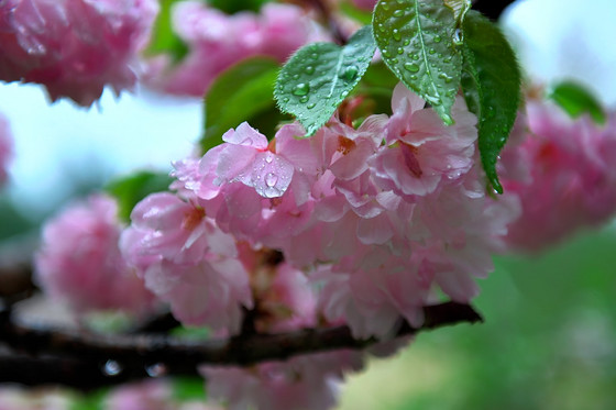 慈光寺～堂平山