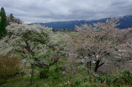 置賜さくら回廊
