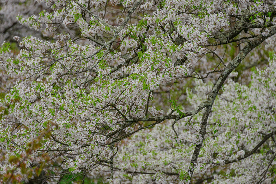 置賜さくら回廊