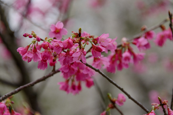 置賜さくら回廊