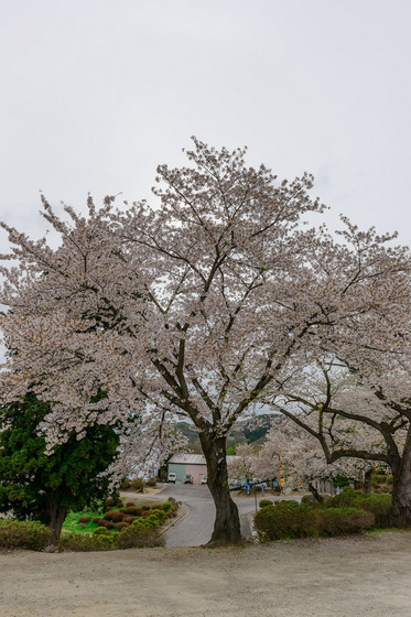 置賜さくら回廊