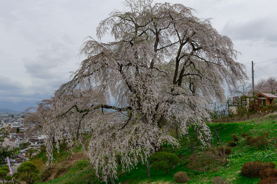 置賜さくら回廊