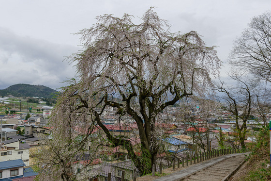 置賜さくら回廊
