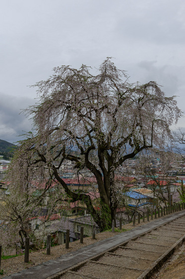 置賜さくら回廊