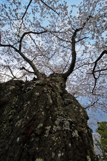 龍岡城址・五稜郭の桜