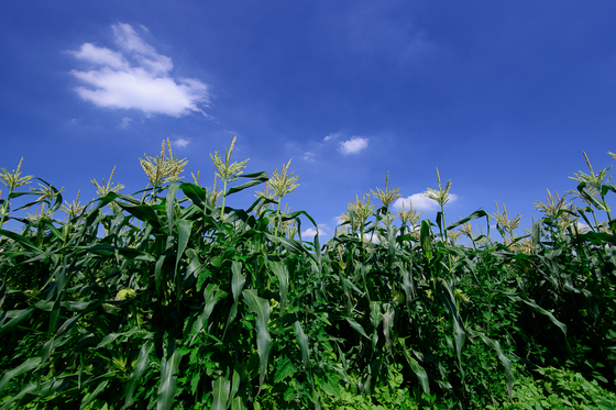 マニュアル露出
