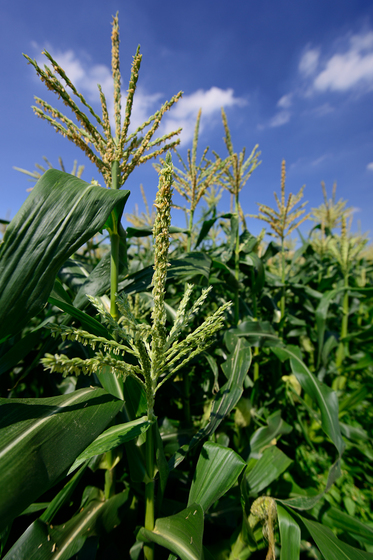 マニュアル露出