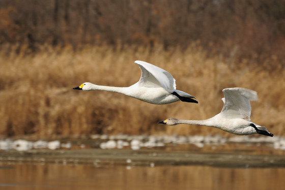 川本町白鳥飛来地