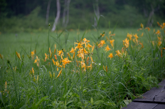尾瀬・一泊撮影旅行
