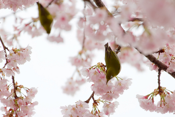 ヒガンザクラとメジロ