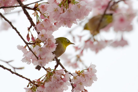 ヒガンザクラとメジロ
