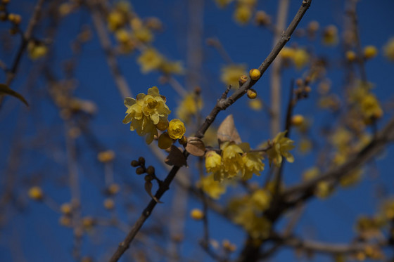 少林山七草大祭だるま市