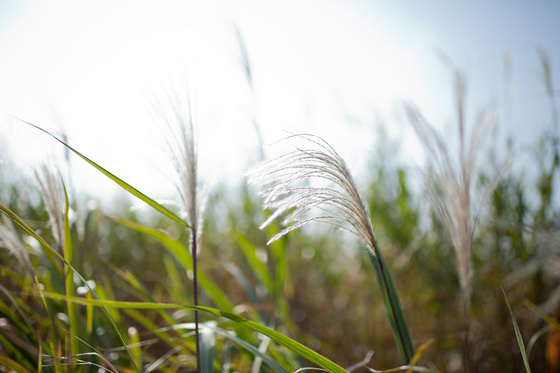 Carl Zeiss Distagon 1.4/35 ZF.2 Test 2