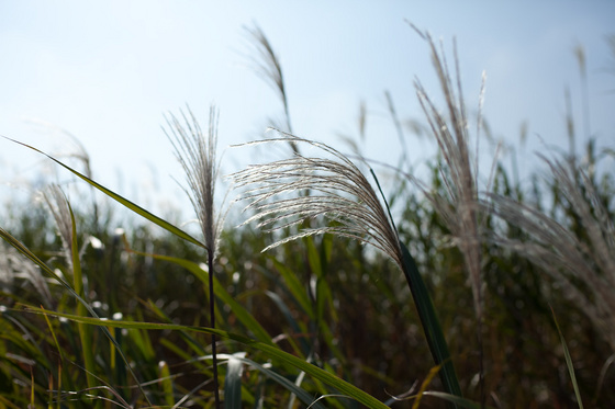 Carl Zeiss Distagon 1.4/35 ZF.2 Test 2