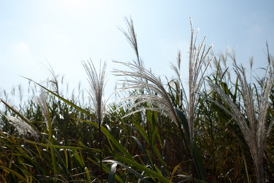 Carl Zeiss Distagon 1.4/35 ZF.2 Test 2