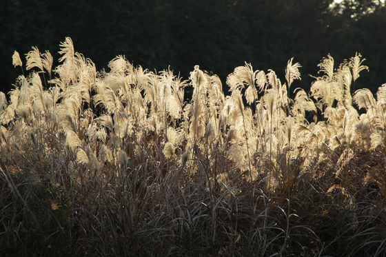 お散歩写真 20111221