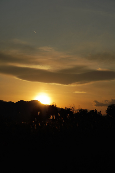 お散歩写真 20111221