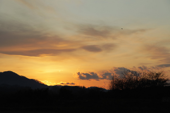 お散歩写真 20111221